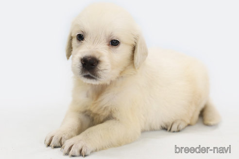 成約済の神奈川県のゴールデンレトリーバー-331483の1枚目